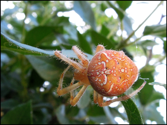 Araneus da determinare