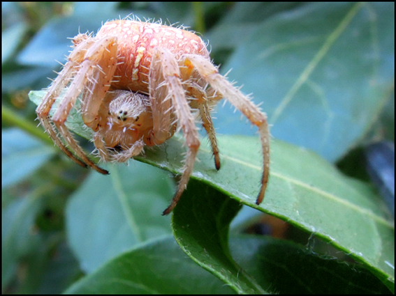 Araneus da determinare