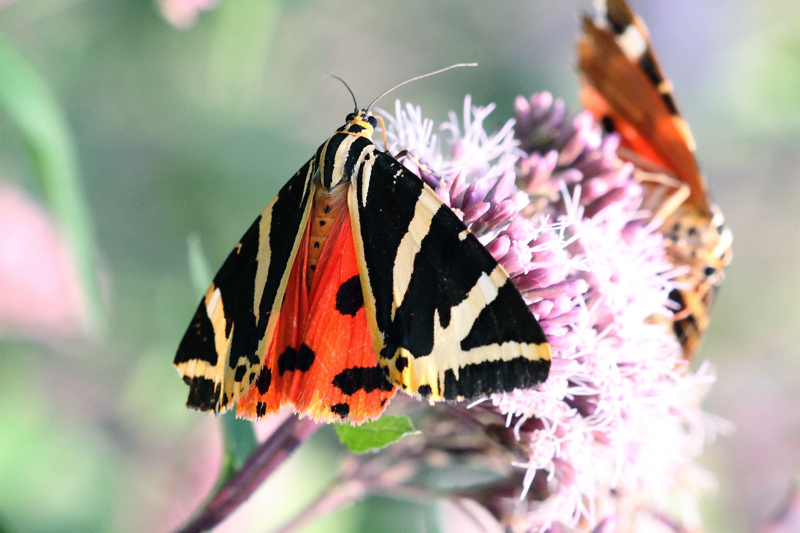 Identificazione please - Euplagia quadripunctaria