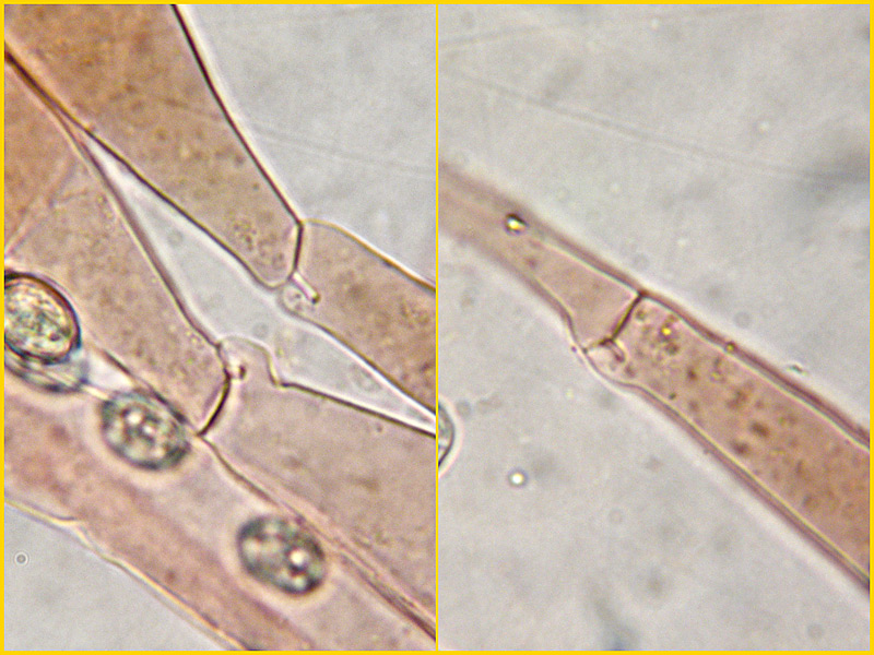 Pluteus cinereofuscus J.E. Lange,