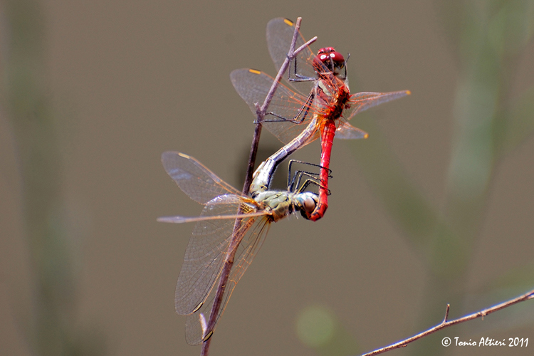 Sympetrum fonscolombii? - S