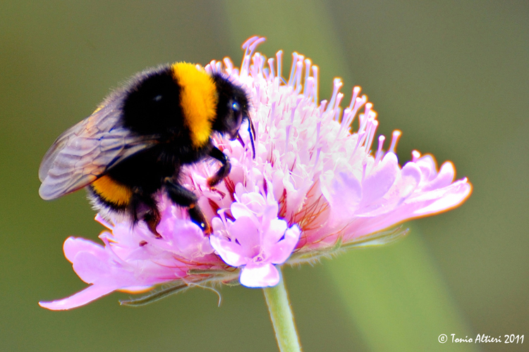 Bombus terrestris.