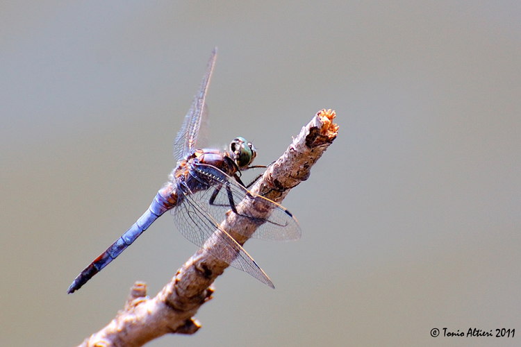 Orthetrum cancellatum?