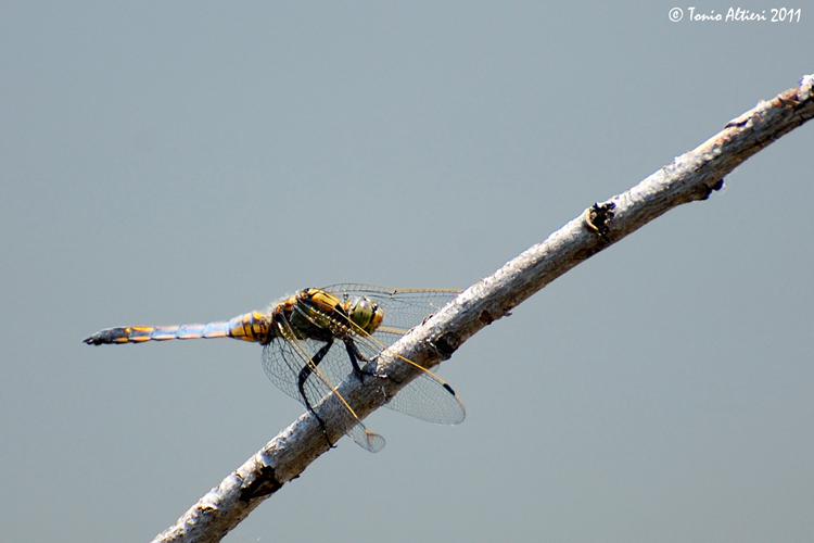 Identificazione libellula - Orthetrum Cancellatum