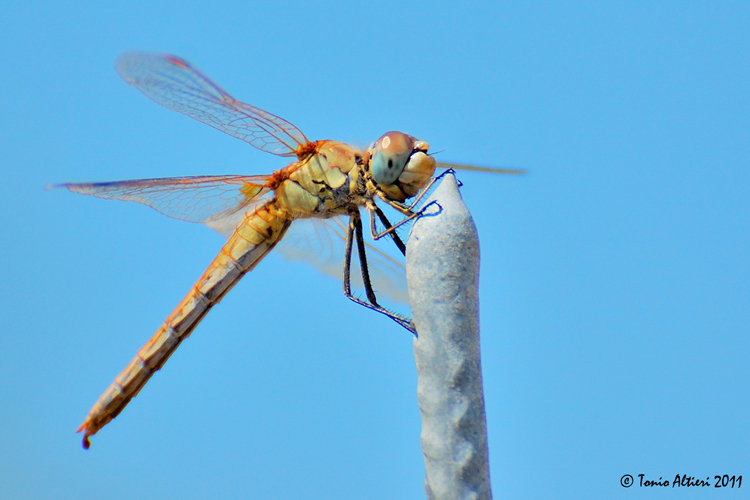 Trithemis annulata?