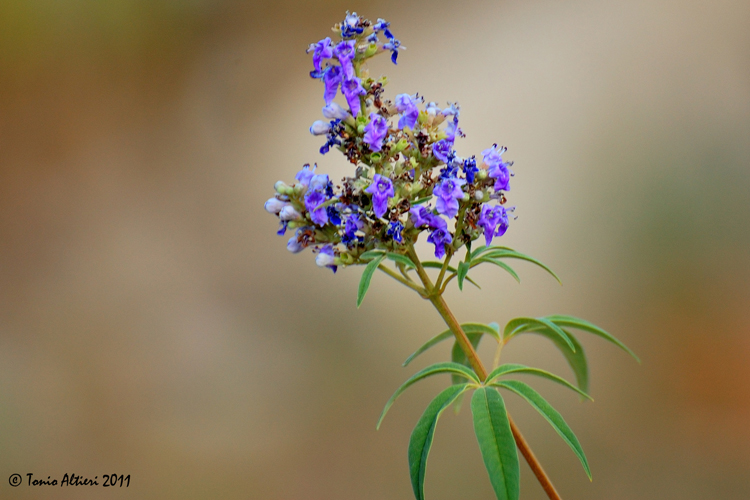 Vitex agnus-castus