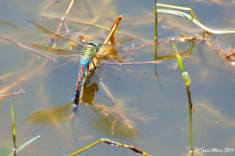 Anax imperator