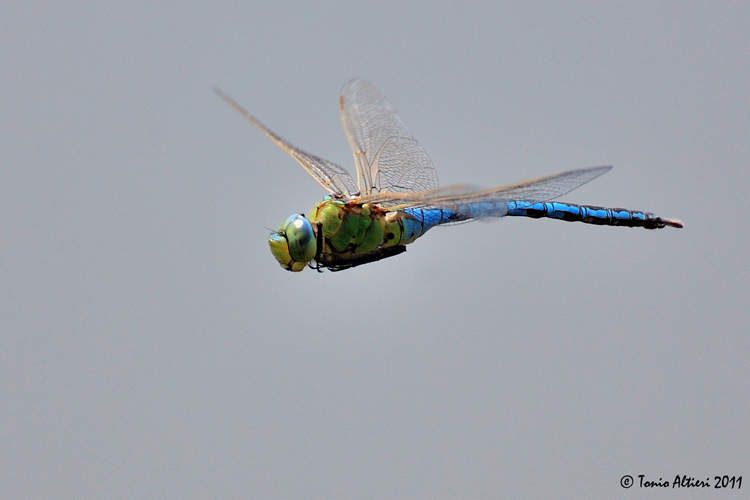 Anax imperator