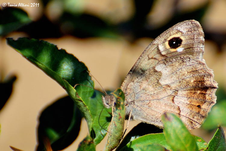 Identificazione farfalla