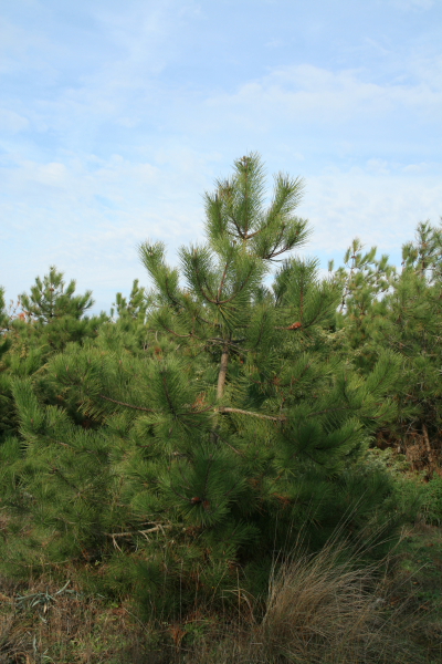 Pinus pinaster