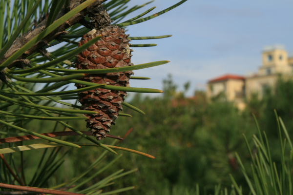 Pinus pinaster