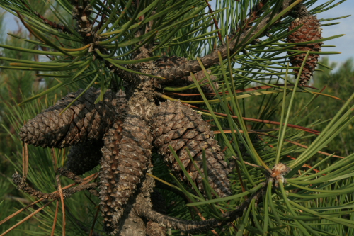 Pinus pinaster