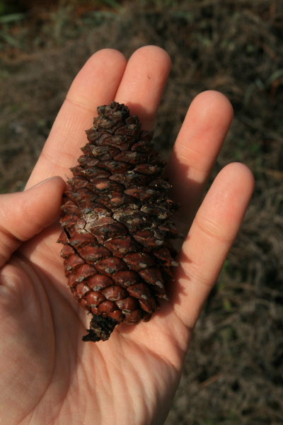 Pinus pinaster