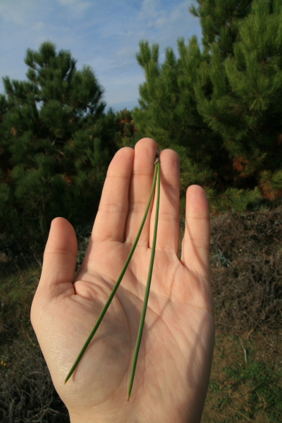 Pinus pinaster