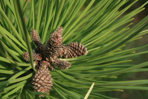 Pinus pinaster