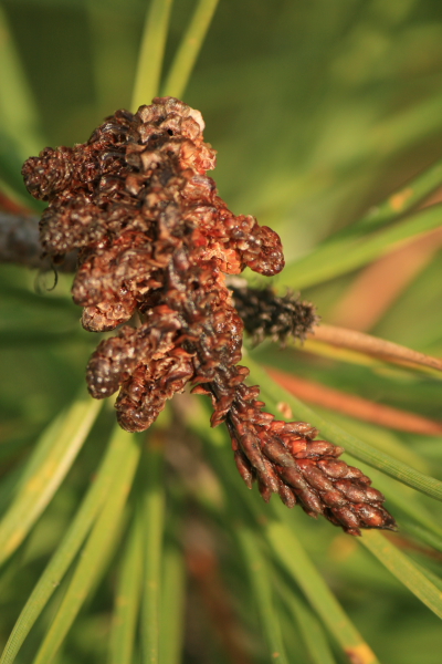 Pinus pinaster