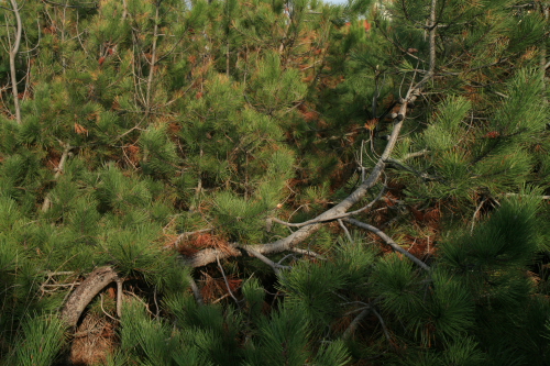 Pinus pinaster