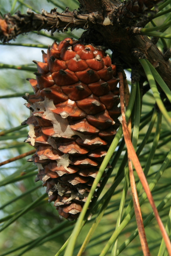 Pinus pinaster