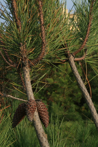 Pinus pinaster