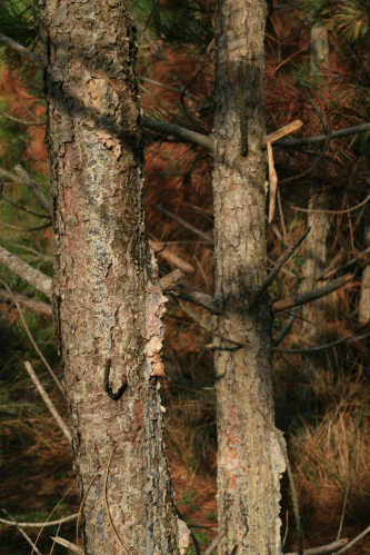 Pinus pinaster