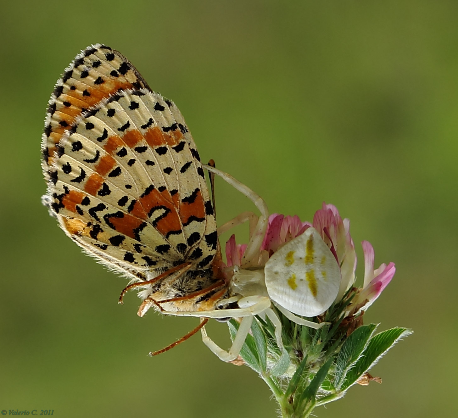 Thomisus onustus