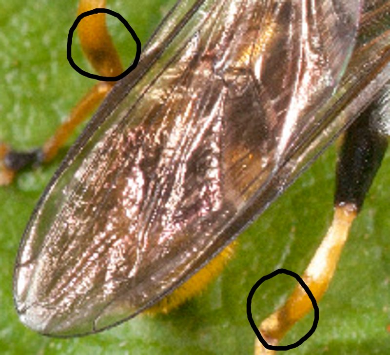 syrphidae