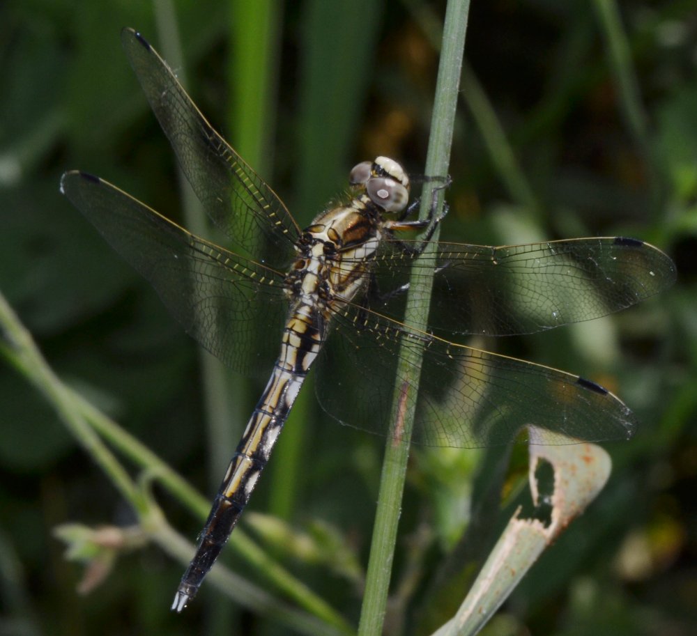 ID Libellulidae: Orthetrum albistylum?