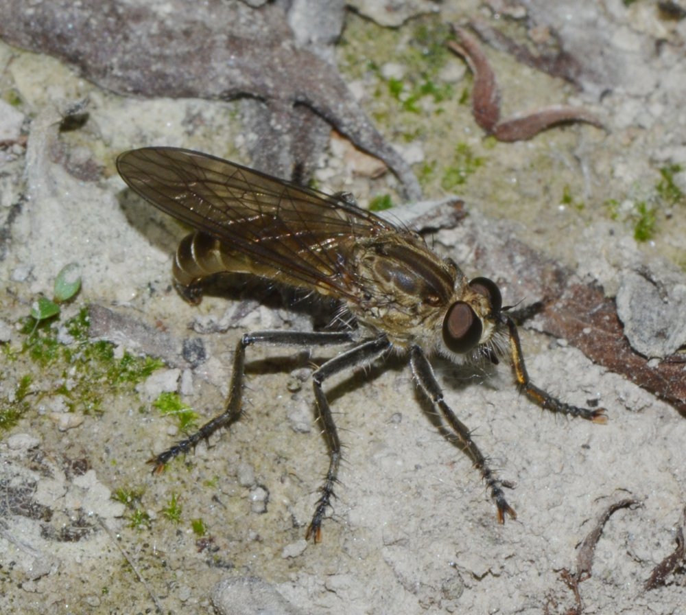 Asilidae: sottofamiglia Asilinae , Philonicus albiceps