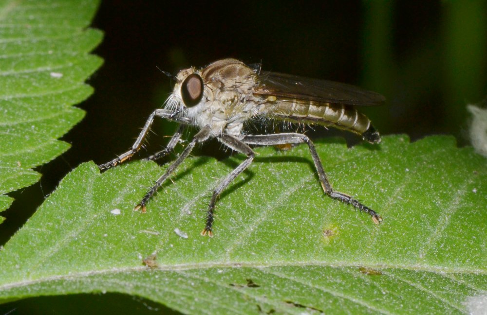 Asilidae: sottofamiglia Asilinae , Philonicus albiceps