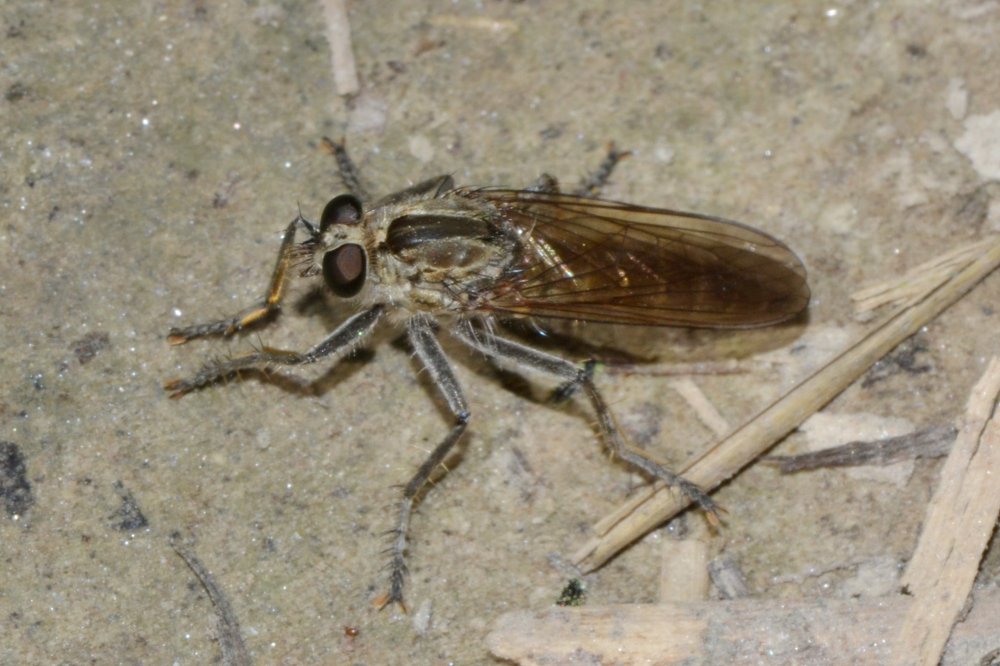 Asilidae: sottofamiglia Asilinae , Philonicus albiceps