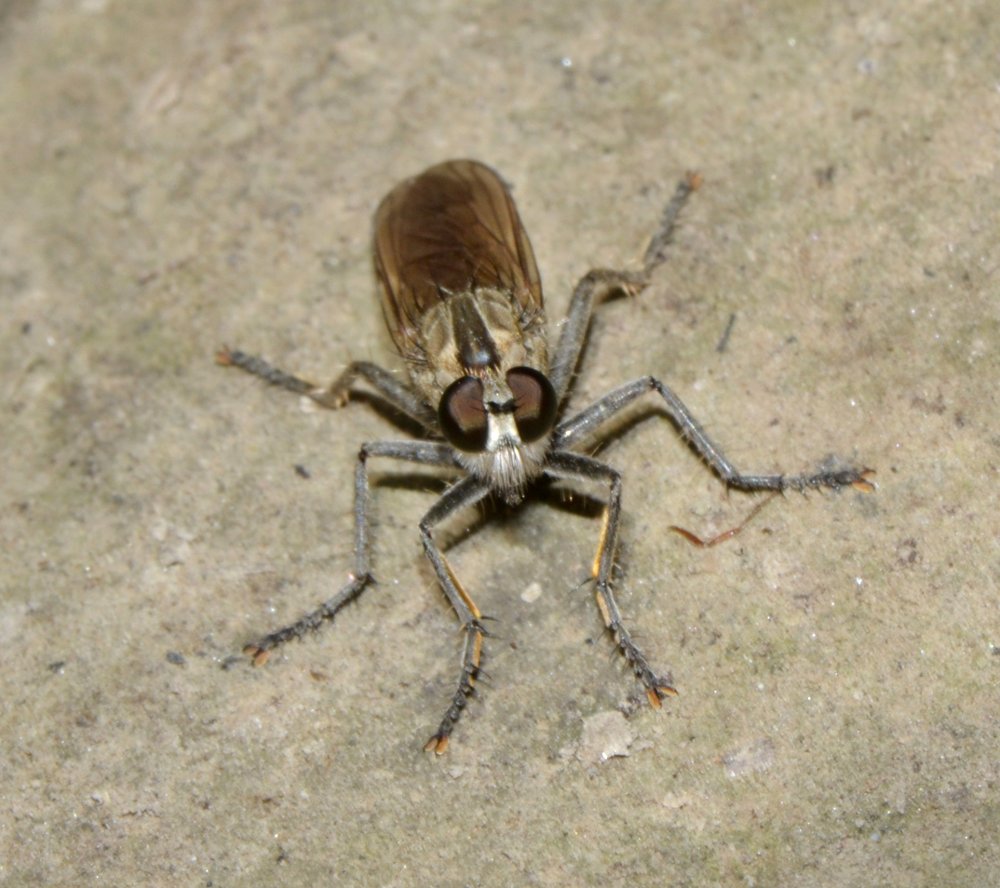 Asilidae: sottofamiglia Asilinae , Philonicus albiceps