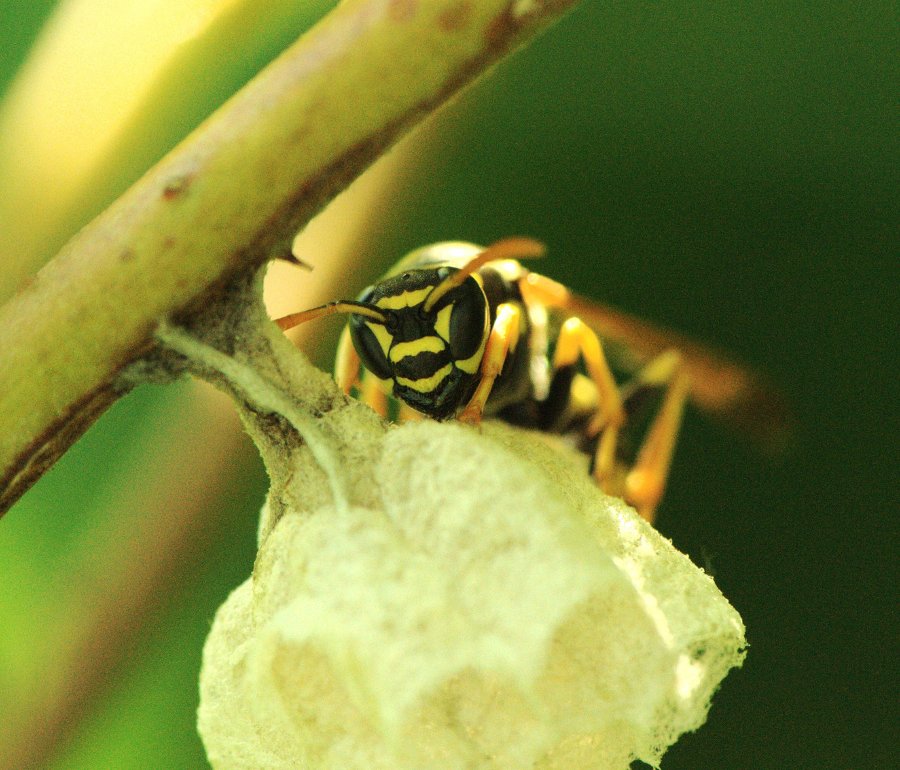 Fondatrice P.nimphus o P.associus?