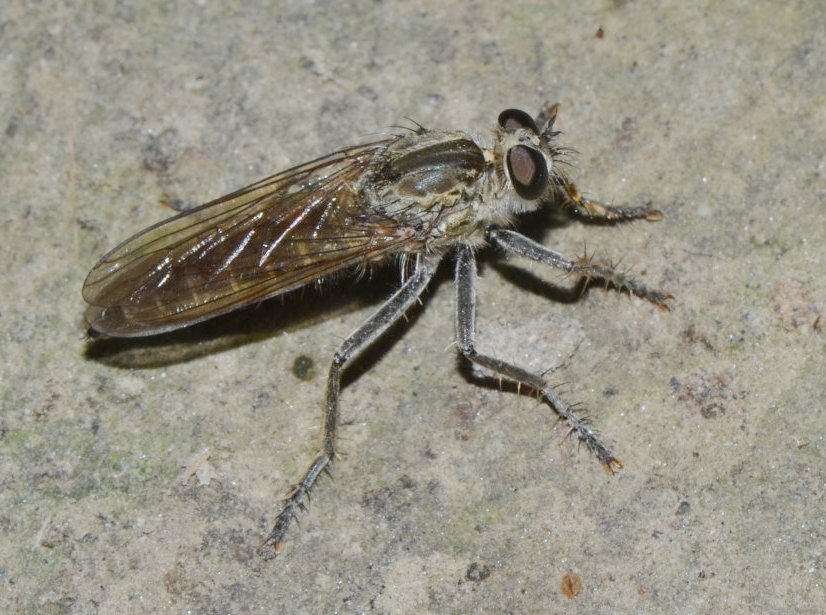 Asilidae: sottofamiglia Asilinae , Philonicus albiceps