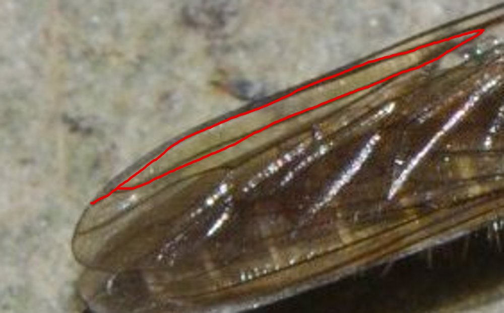 Asilidae: sottofamiglia Asilinae , Philonicus albiceps