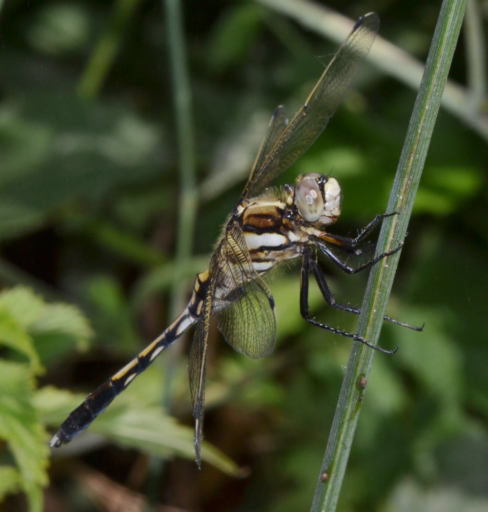 ID Libellulidae: Orthetrum albistylum?