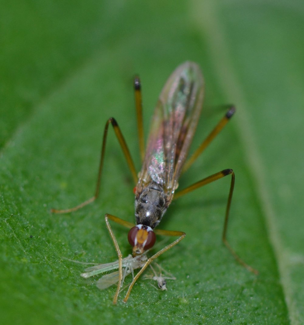 Micropezidae:  Neria cibaria