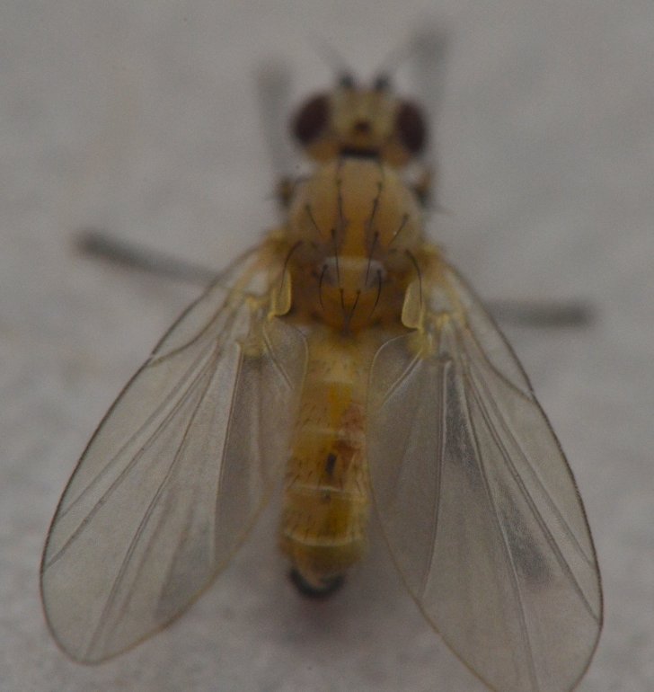 Sfarfallamento di Agromyzidae (forse Phytomyzinae)