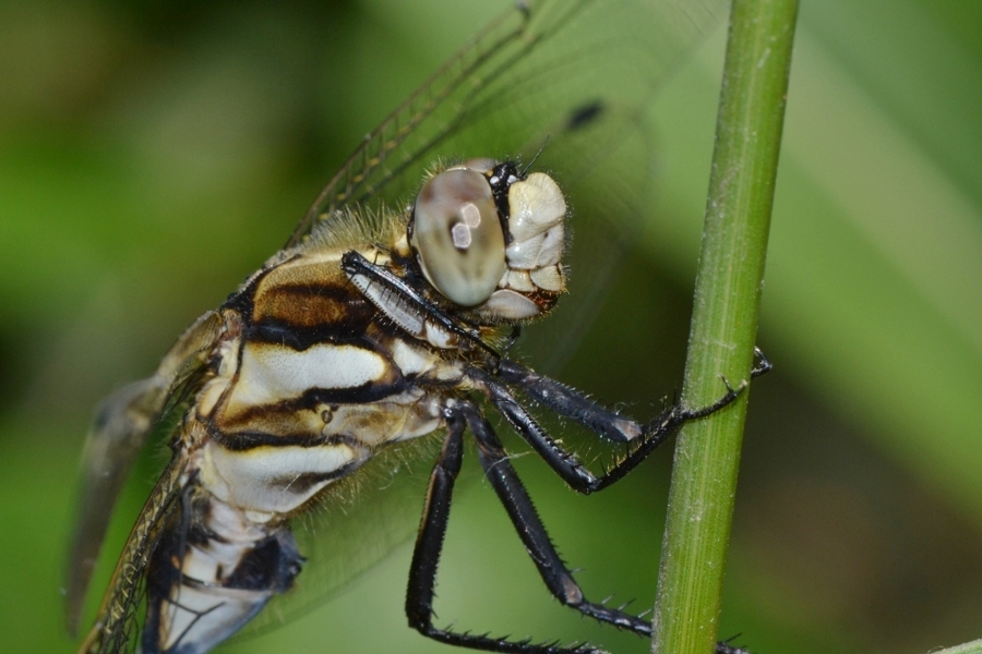 ID Libellulidae: Orthetrum albistylum?