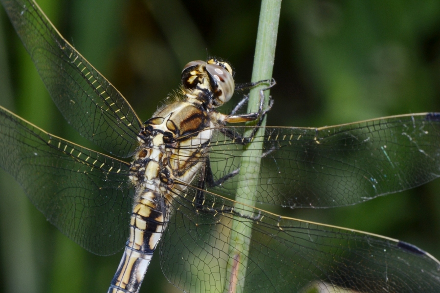 ID Libellulidae: Orthetrum albistylum?