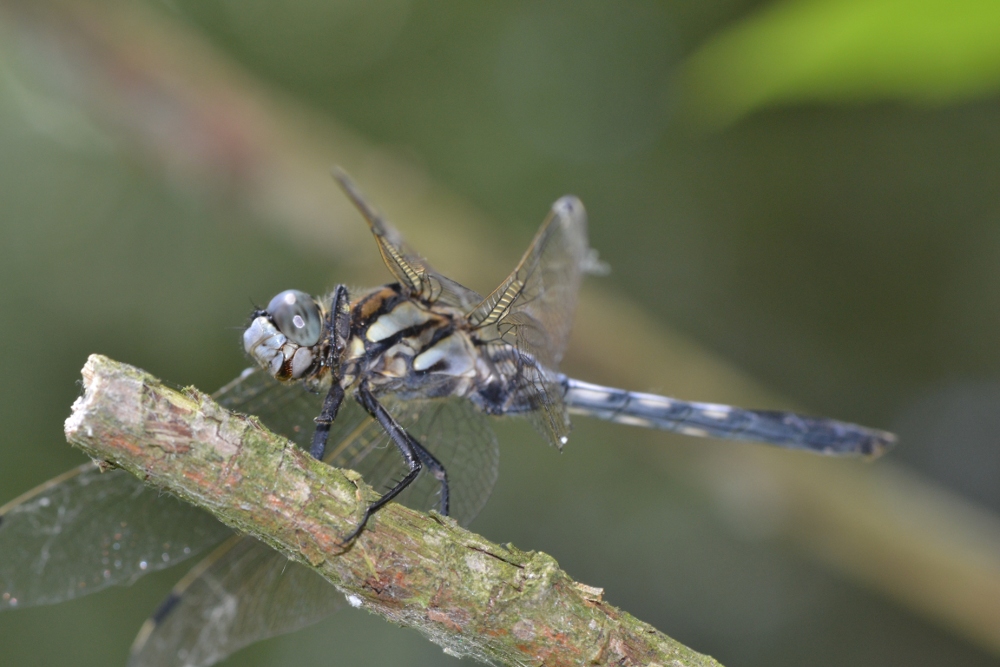 ID Libellulidae: Orthetrum albistylum