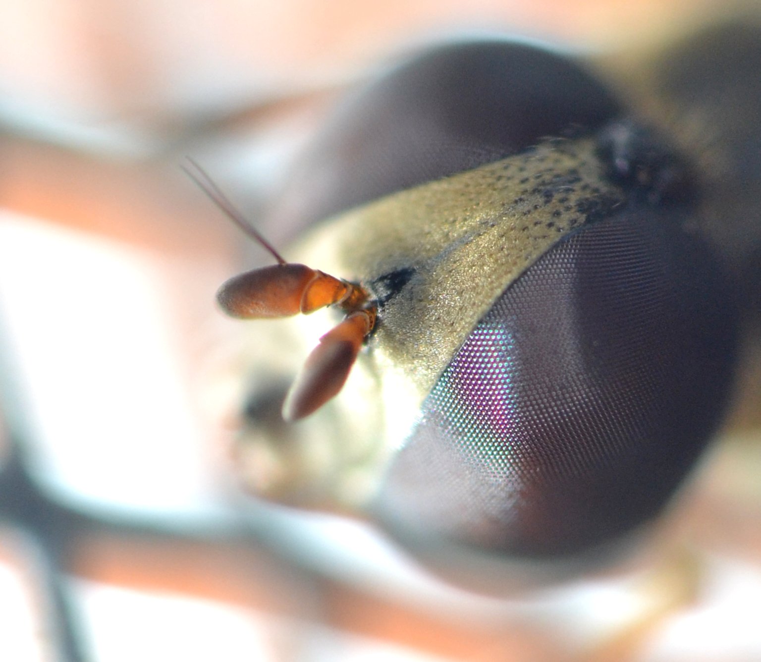 Syritta pipiens (Syrphidae)