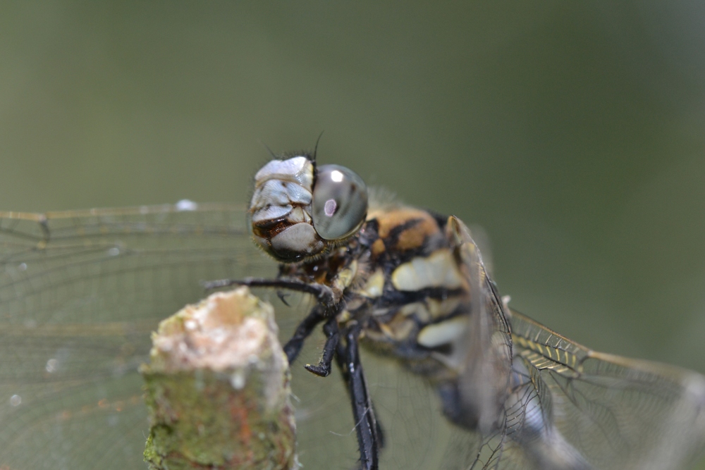 ID Libellulidae: Orthetrum albistylum