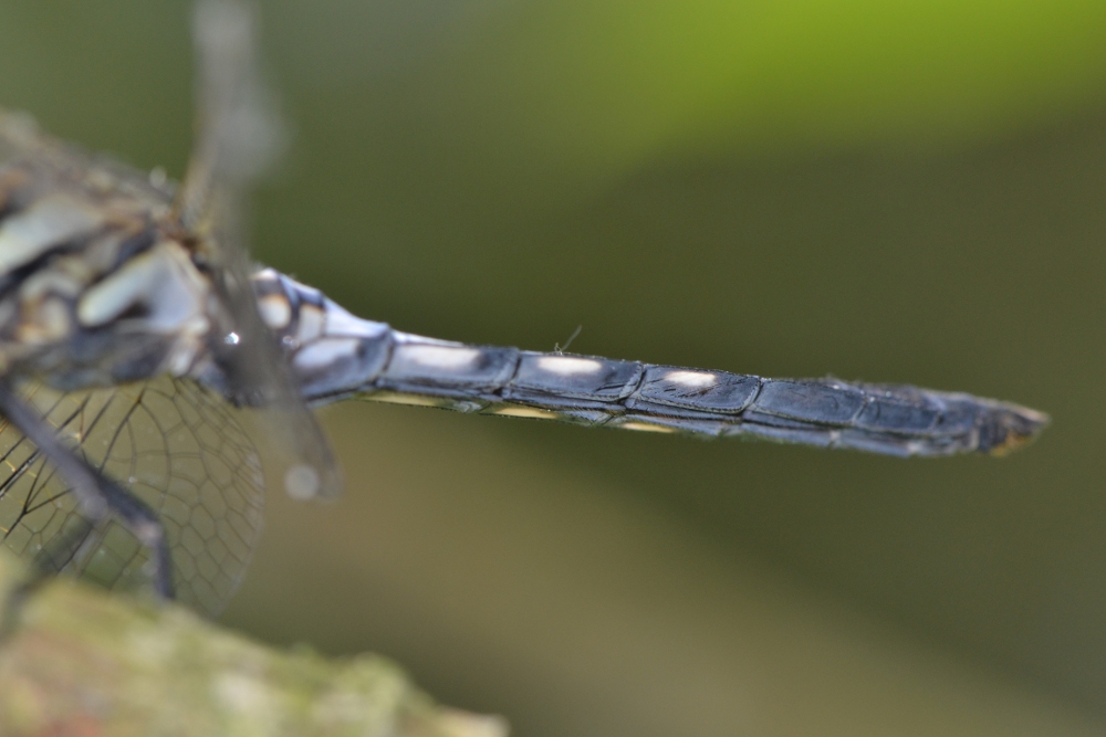 ID Libellulidae: Orthetrum albistylum