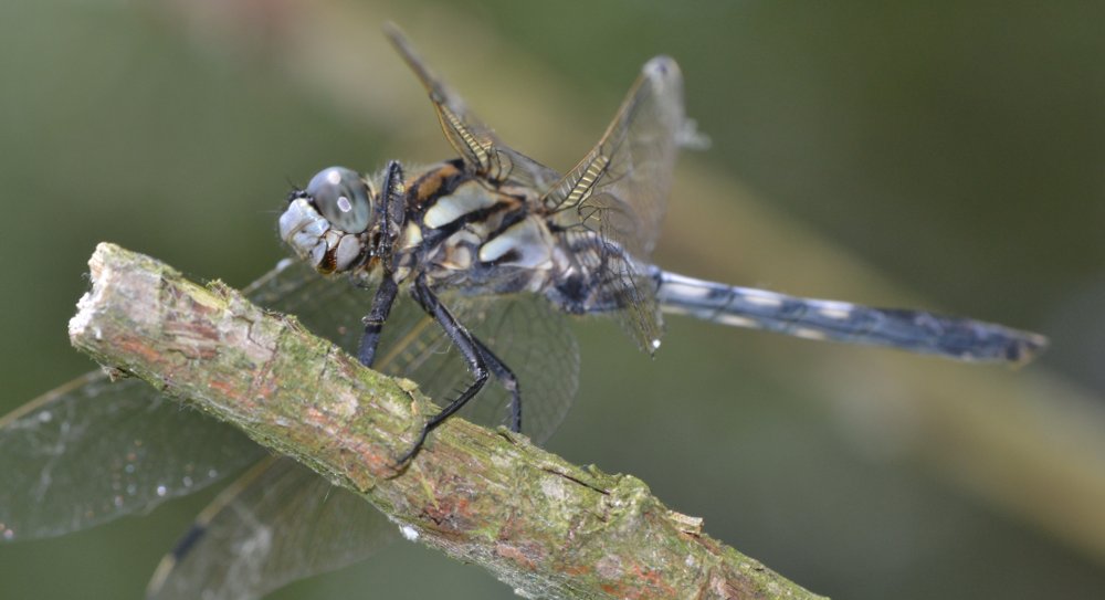 ID Libellulidae: Orthetrum albistylum