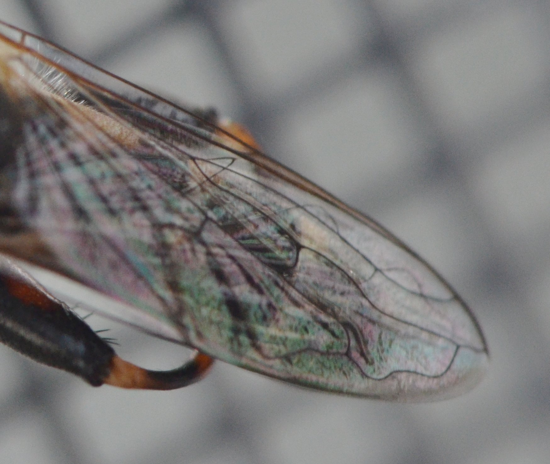 Syritta pipiens (Syrphidae)