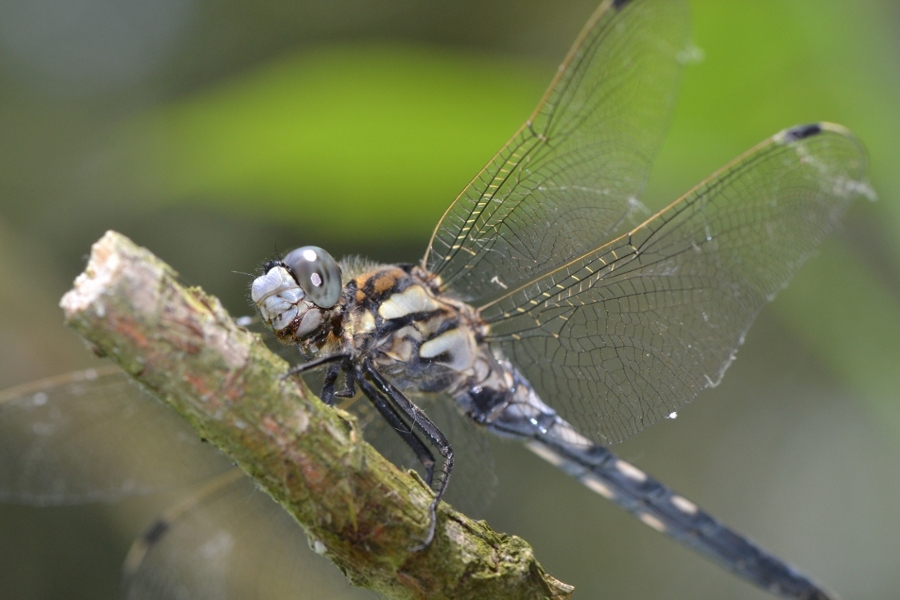 ID Libellulidae: Orthetrum albistylum