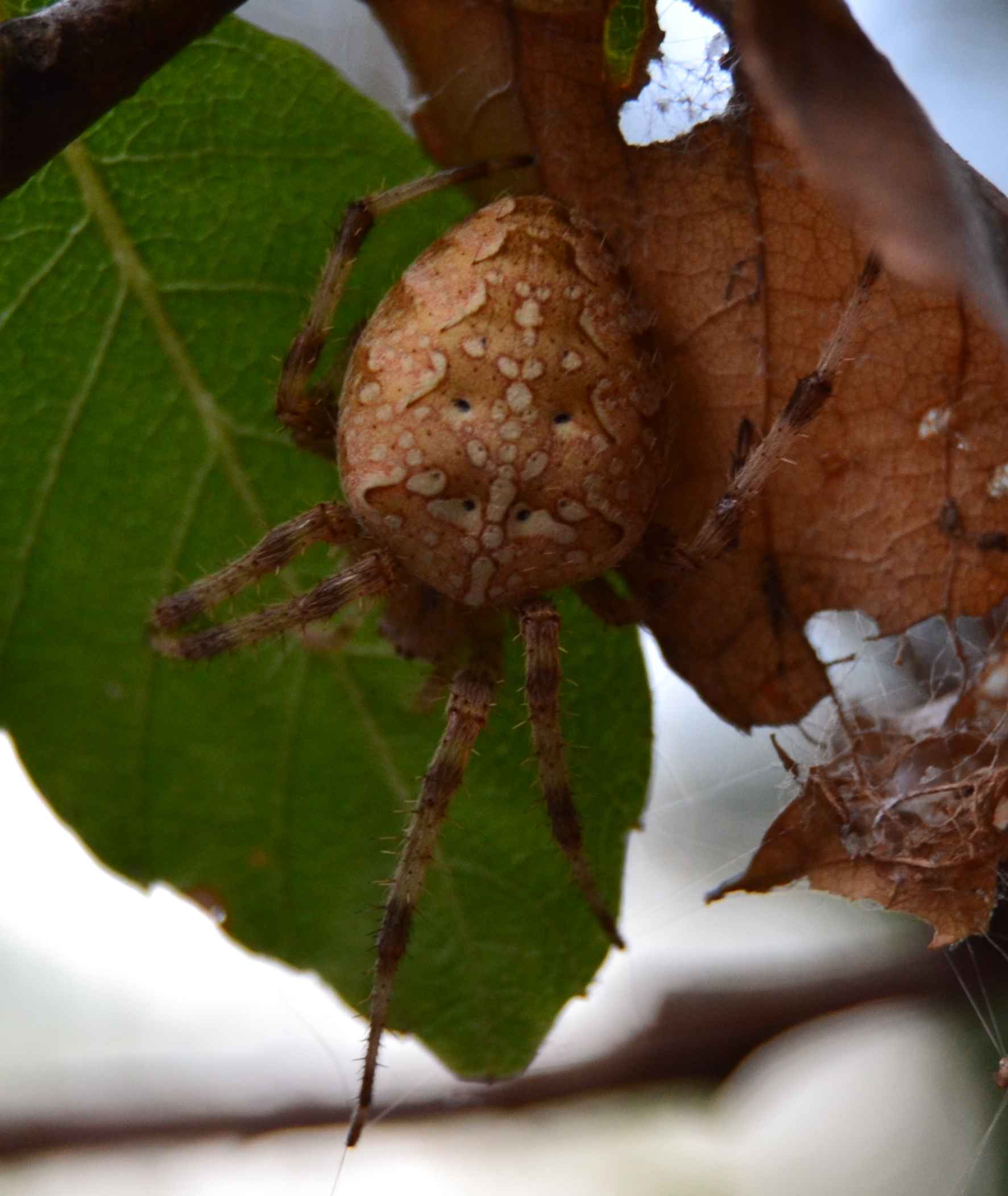 identificazione ragno [Araneus?]