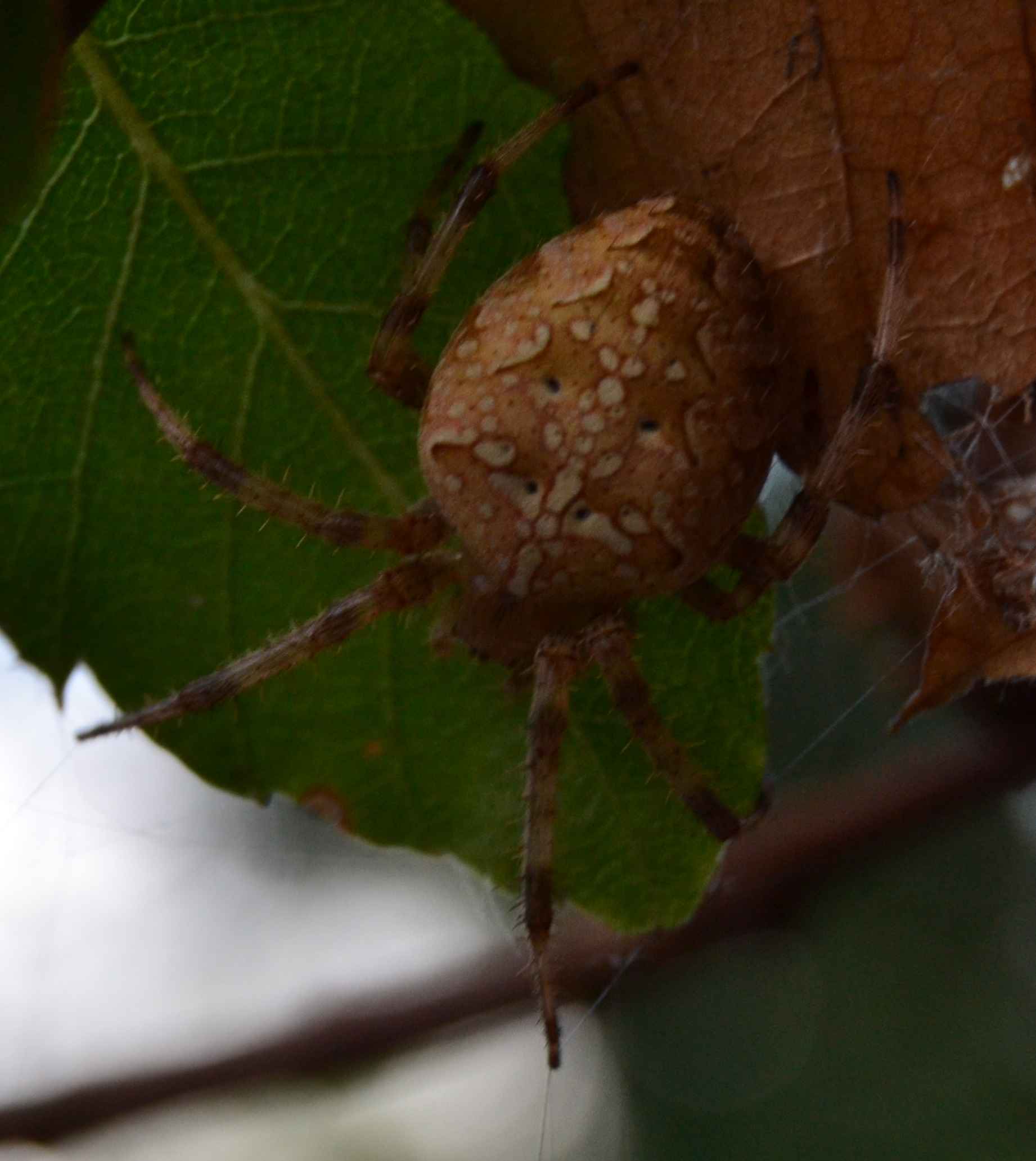 identificazione ragno [Araneus?]