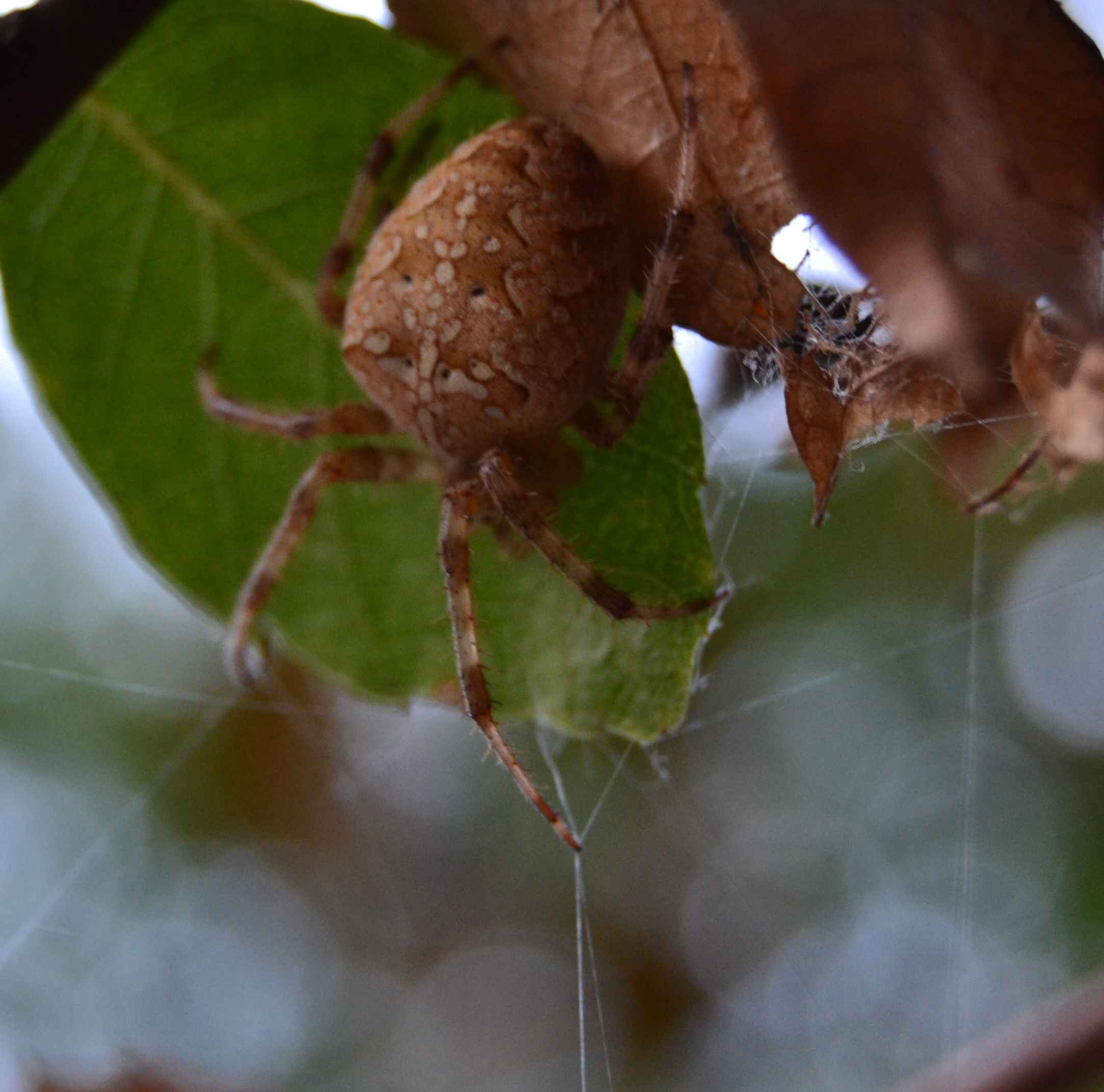 identificazione ragno [Araneus?]