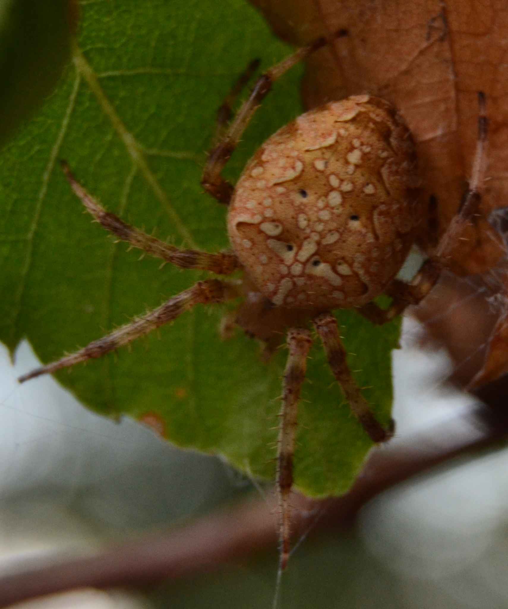 identificazione ragno [Araneus?]